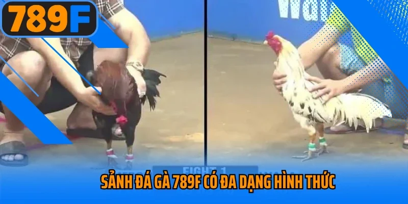 Sảnh đá gà 789f có đa dạng hình thức