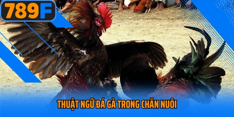 Thuật ngữ đá gà trong chăn nuôi